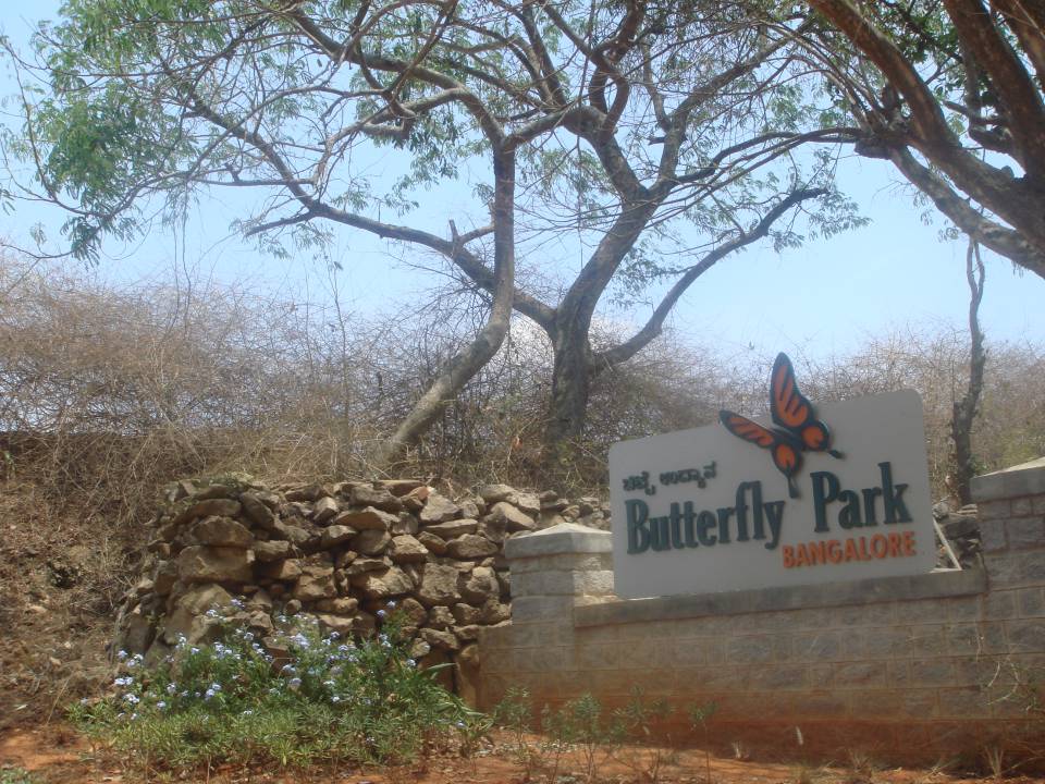 Butterfly park bannerghatta